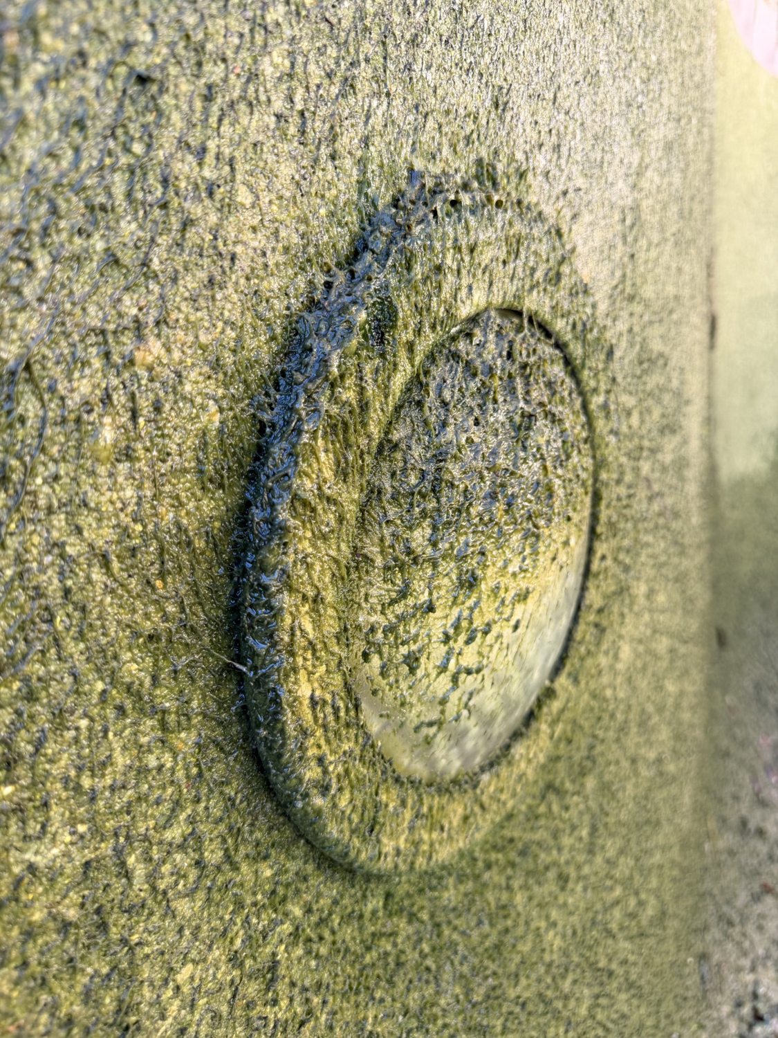 Close-up of green algae on the pool surface